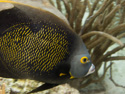 Aruba