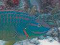 Aruba