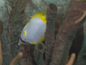 Aruba