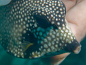 Aruba