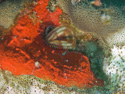 Aruba