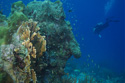 Bonaire