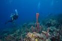 Bonaire