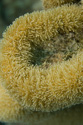 Bonaire