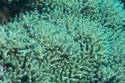 Bonaire