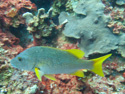 Bonaire