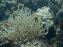 Bonaire