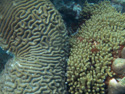 Bonaire