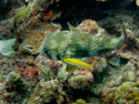 Bonaire