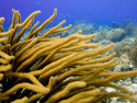 Bonaire