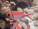 Bonaire