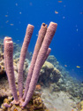 Bonaire